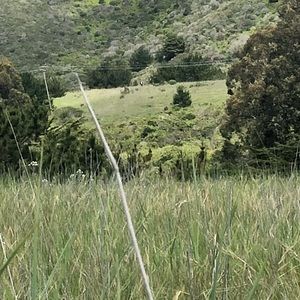 Meet your Posher, Pauline